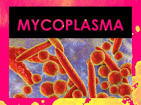 Mycoplasma Genitalium Causes Treatment And Symptoms