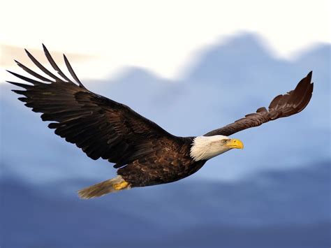 Meaning Of Eagle Spirit Animal Wild Gratitude
