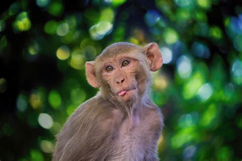The Rhesus Macaque Monkey Mammal Free Photo On Pixabay Pixabay