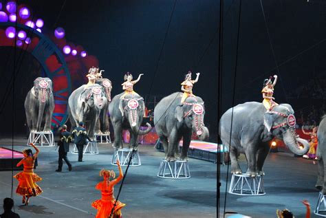 Circus Elephants Laura Larose Flickr