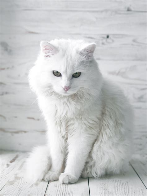150 Wonderful Names For White Cats And Kittens