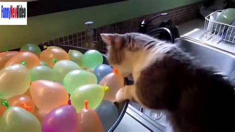 Funny Cats Videos Funny Animals Compilation 2015 Funniest Cat Video