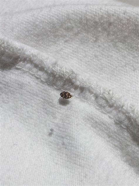 Da sich kakerlaken tagsüber versteckt halten und lediglich nachts im dunkeln aktiv werden, bleiben sie in wohnungen meist lange zeit unentdeckt. Ungeziefer in der Wohnung, was ist das? (Tiere, Insekten)