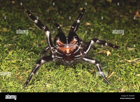 Sydney Funnel Web Spider Atrax Robustus In A Threat Position Showing