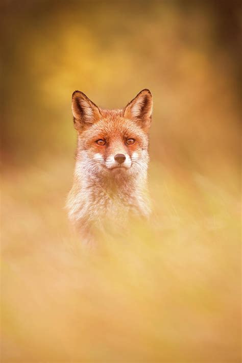 Foxy Face Series The Queen Fox Photograph By Roeselien Raimond Fine