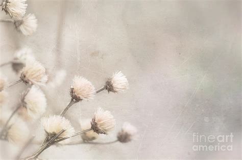Neutral Nature Photograph By Andrea Hurley