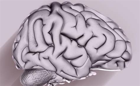 Hipoxia Cerebral Cuáles Son Los Tipos Y Sus Causas