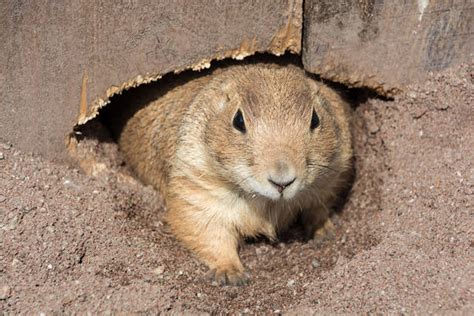 Best Burrowing Rodents Stock Photos Pictures And Royalty Free Images
