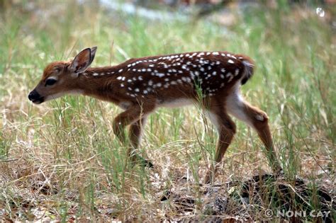 Key Deer Fawn Born To Blend Noni Cay Photography