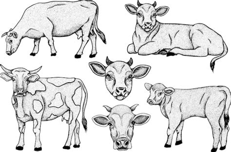 Premium Vector Cow Isolated On White Hand Drawn Cattle Animal Grazing