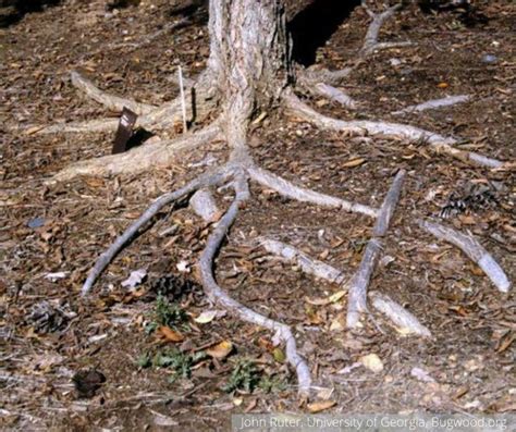 How Deep Are Oak Tree Roots Sarpo