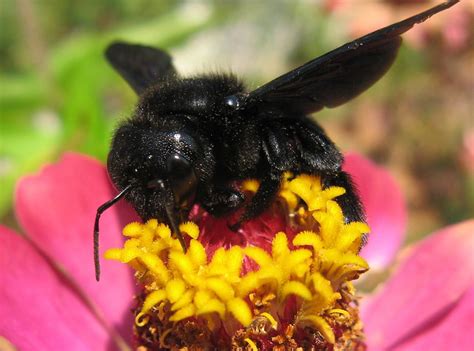 Most people are afraid of bumblebees since they. Black Bumble Bee | Explore daaynos' photos on Flickr ...