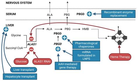 Life Free Full Text Recent Insights Into The Pathogenesis Of Acute