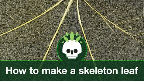 How To Make Skeleton Leaves Mel Chemistry