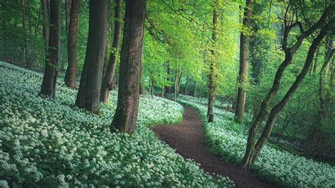 Forest Greenery Path Between Flowers Hd Nature Wallpapers
