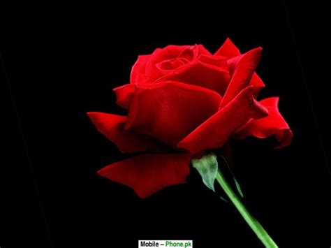Single red rose wallpaper cell phone. Singal Red Rose Wallpapers Mobile Pics
