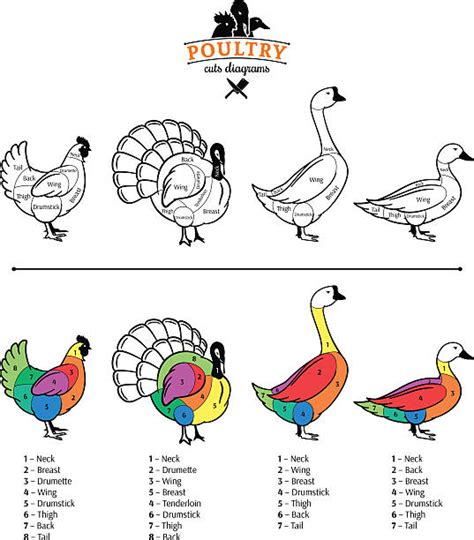 Colorful Turkeys Silhouettes Illustrations Royalty Free Vector