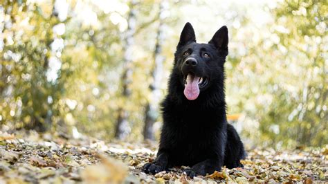 Black German Shepherd Facts Black Gsds Are The Real Deal