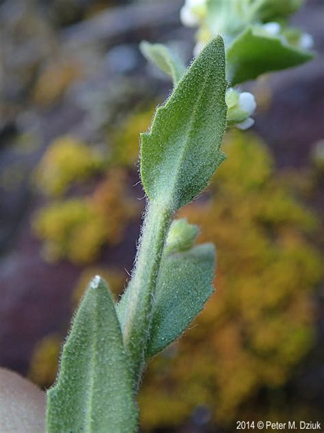 Draba Cana Hoary Whitlow Grass Minnesota Wildflowers