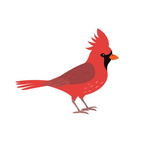 220 Red Cardinal Bird Clip Art Stock Illustrations Royalty Free