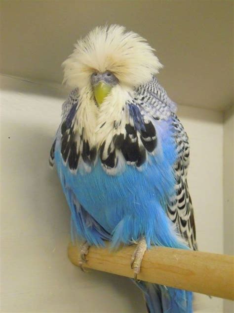 12 Best Crested Budgies Images On Pinterest Budgies Parakeets And