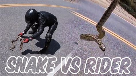 Rider Saves Snake Close Calls And Hectic Moto Moments 2020 Youtube