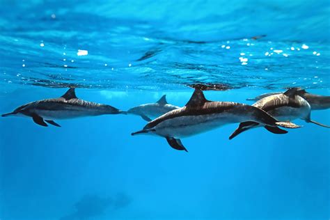 Banco De Imágenes Gratis Foto De Delfines En El Mar Dolphins In The
