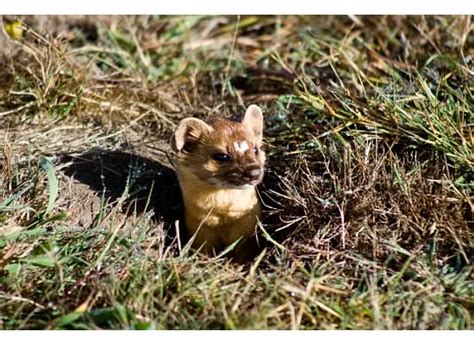 Mendonoma Sightings A Long Tailed Weasel As Photographed By Dennis Latona