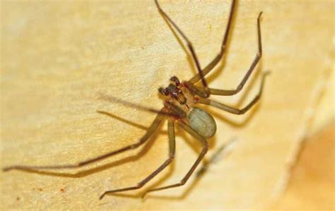 Brown Recluse Spiders Miche Pest Control