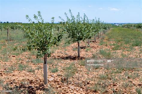 A Row Of Young Fruit Trees Fruit Trees Tree Photography Plants
