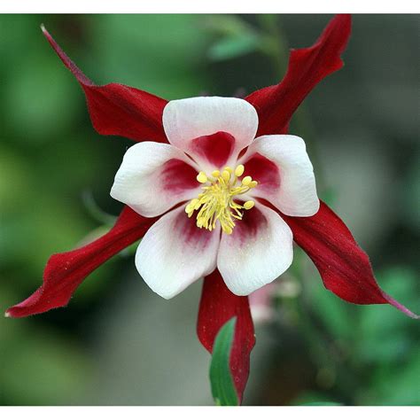 Crimson Star Columbine Perennial Aquilegia Live Plant Quart Pot