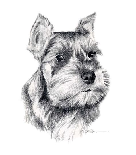 Lets finish up the dog face. MINIATURE SCHNAUZER Dog Pencil Drawing Art Print Signed by
