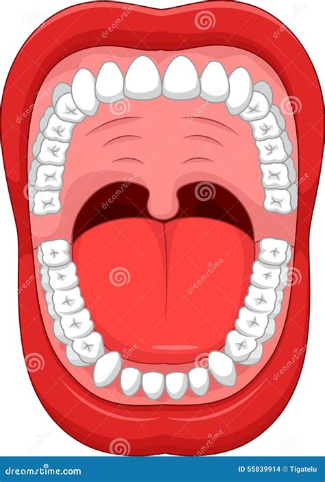 Cartoon Parts Of Human Mouth Open Mouth And White Healthy Tooth Stock
