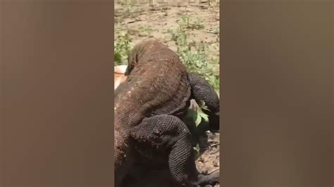 Komodo Dragons Catch Live Goats Komodo Trending Viral Shot Youtube