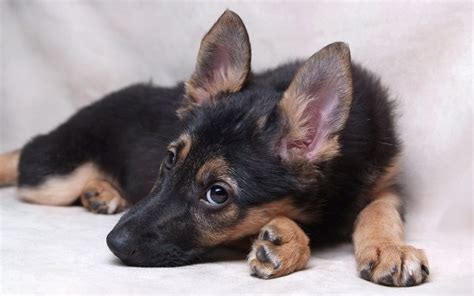 Wallpaper Puppy Vertebrate Dog Like Mammal Carnivoran Dog Breed