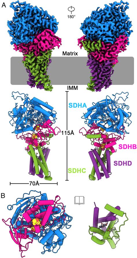 Structure Of The Human Respiratory Complex Ii Pnas