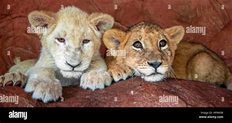 Two Baby Lions Cubs In Captivity 4 Month Old Baby White Lion Stock