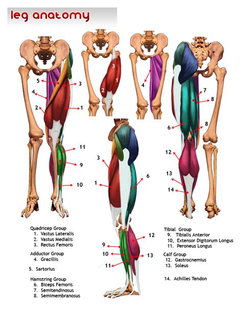 The bones of the leg are the femur, tibia, fibula and patella. Drawsh: Beginning Anatomy