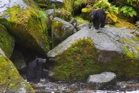 Black Bear At Anan Wildlife Observatory Tongass National Forest