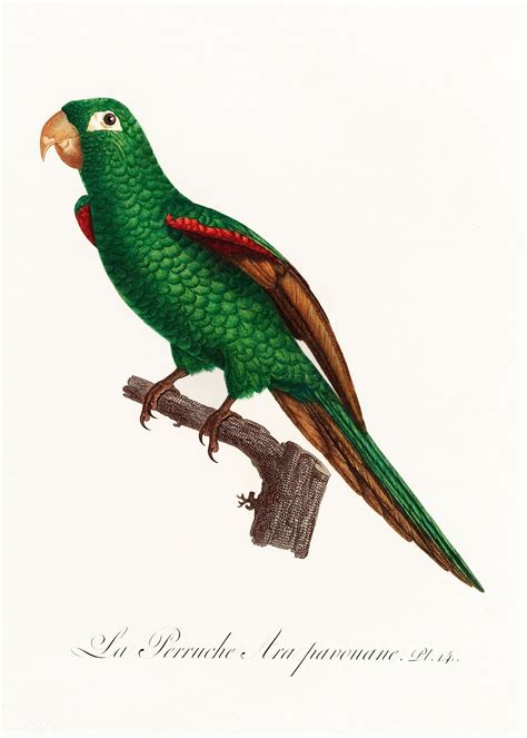 The Eclectus Parrot Eclectus Roratus From Natural History Of Parrots