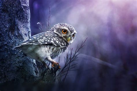 Owl Wallpapers Top Free Owl Backgrounds Wallpaperaccess