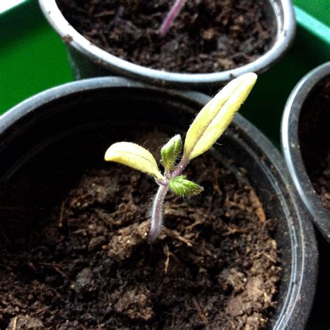 Tomatoes Why Did My Tomato Seedlings Stop Growing After Their First