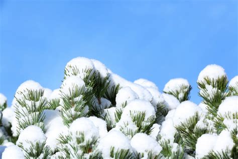 Tree Service Tips For Taking Care Of Snow Covered Branches