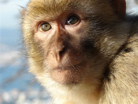 Genetically Engineered Monkeys Model Autism May Aid In Research