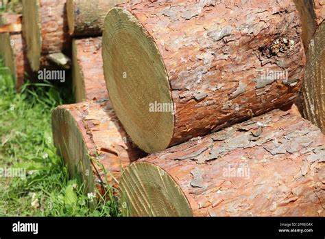 Chopped And Stacked Up Dry Firewood At The Countryside Stock Pile Of
