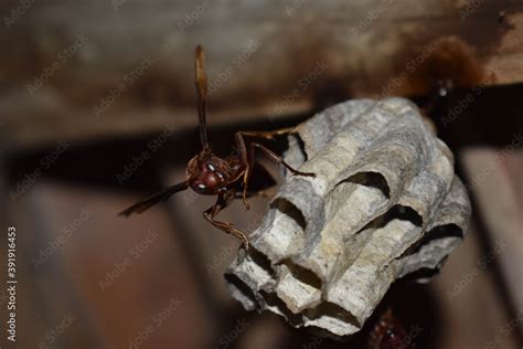 Foto De Stinging Wasps That Make A Nest In The Ceiling Do Stock Adobe Stock