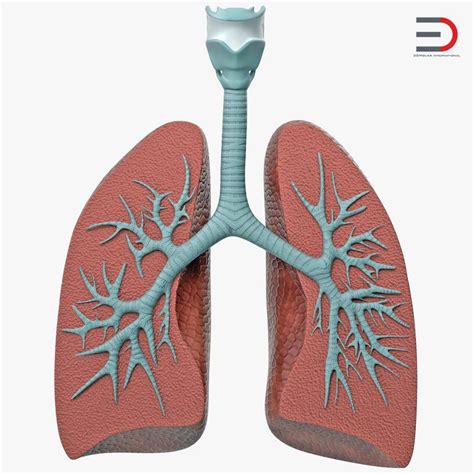 3d Lung Anatomy Dissection Model Model Lung Anatomy Human Body