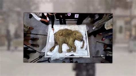 Russian Scientists Make Breakthrough In Cloning A Woolly Mammoth Youtube