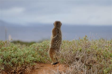 Erdmännchen In Südafrika Meerkat Tour In Oudtshoorn Genuss Touren