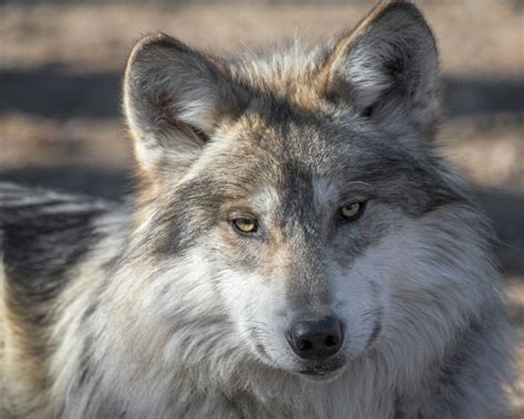 Glenn Nagel Photography Brookfield Zoo Mexican Gray Wolf